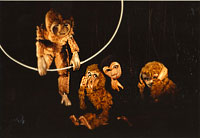 Monkey business