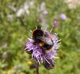 Bumblebee on flower Bumblebee on flower