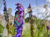 Burnet moth Burnet moth