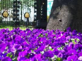 cremorne gates