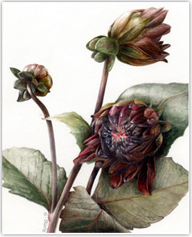 Dahlia by Elaine Searle