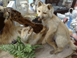 Stuffed foxes