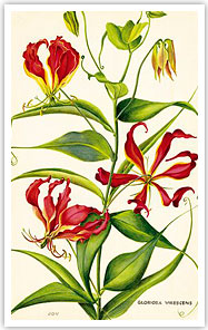 Flower prints, Elsa and Beauty in the Beast, Chelsea Gallery