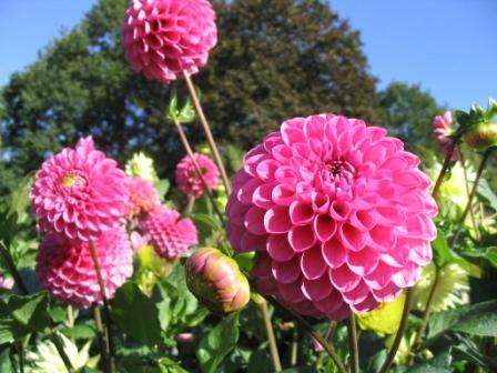 flower flower