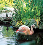 Flamingo at Kensington Roof Gardens