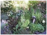 Plant life in Kensington Plant life in Kensington