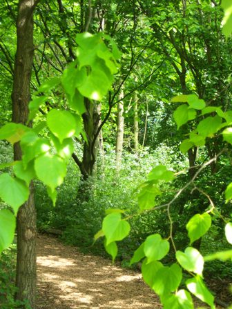 woodland
