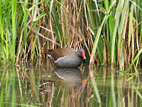 moorhen moorhen