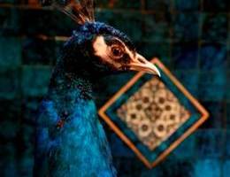 peacock peacock