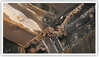 Rusty girders