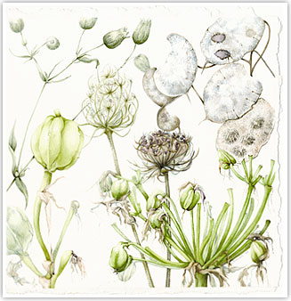 Seed Heads by Shirley Slocock