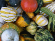 Squashes