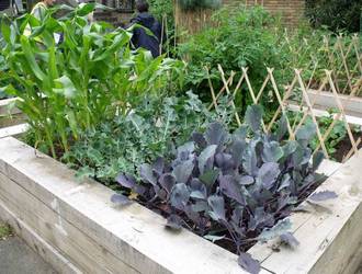 Swinbrook Community kitchen garden plot Swinbrook Community kitchen garden plot