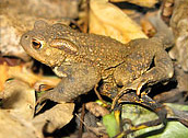 Toad Toad