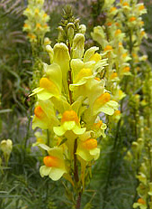 Common toadflax