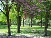 Westfield Park