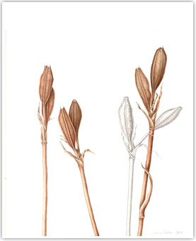 Wyoming Buds by Jeanne Debons