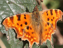 Orange butterfly