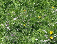 Wild plants