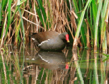 Image of a duck