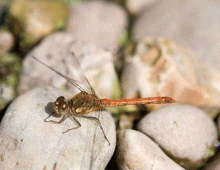dragonflies