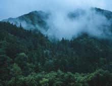 Forest with fog.