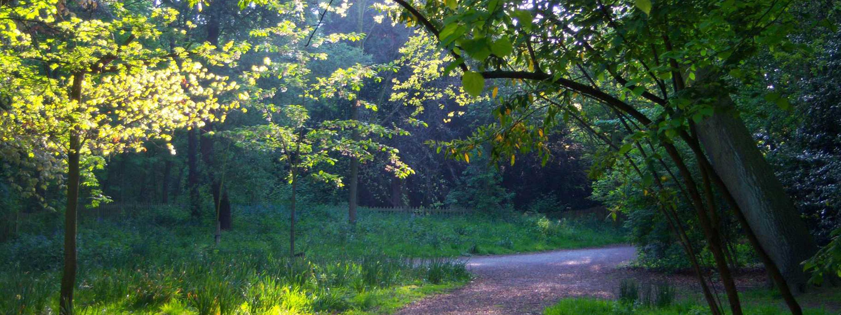 Explore - Holland Park woodland hero