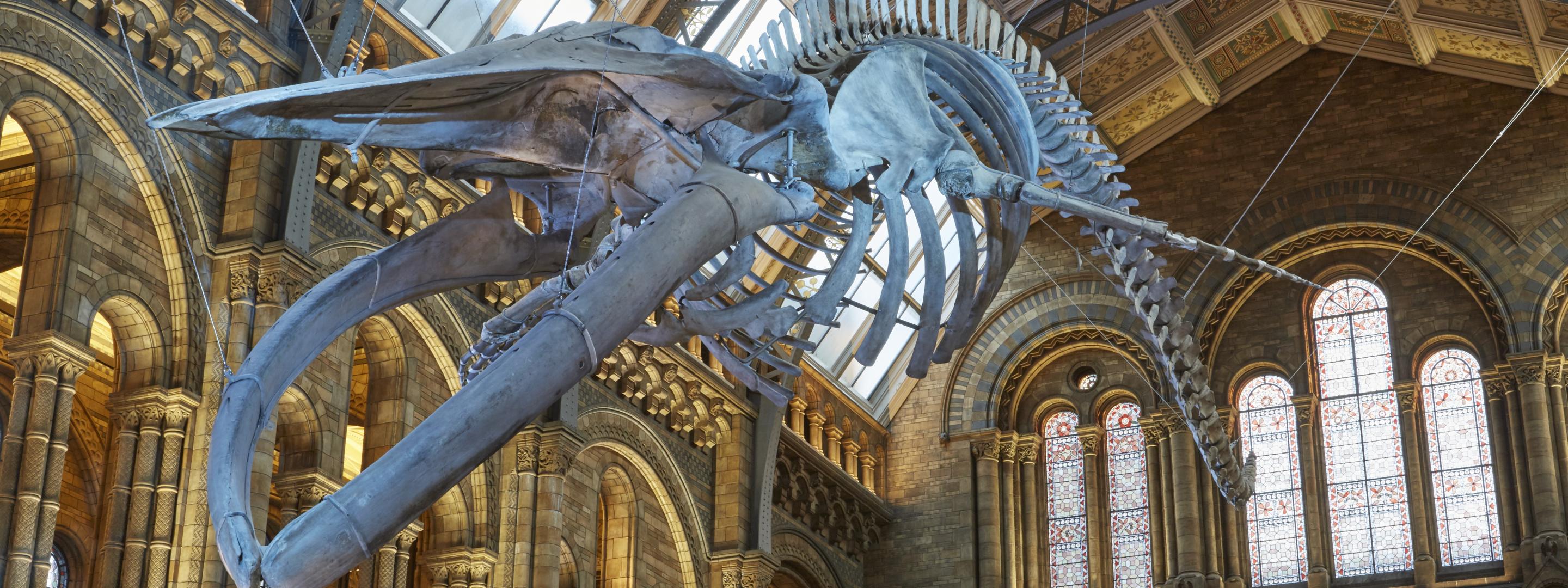 Explore - NHM Blue Whale Hintze Hall 13 Credit_ Trustees of NHM
