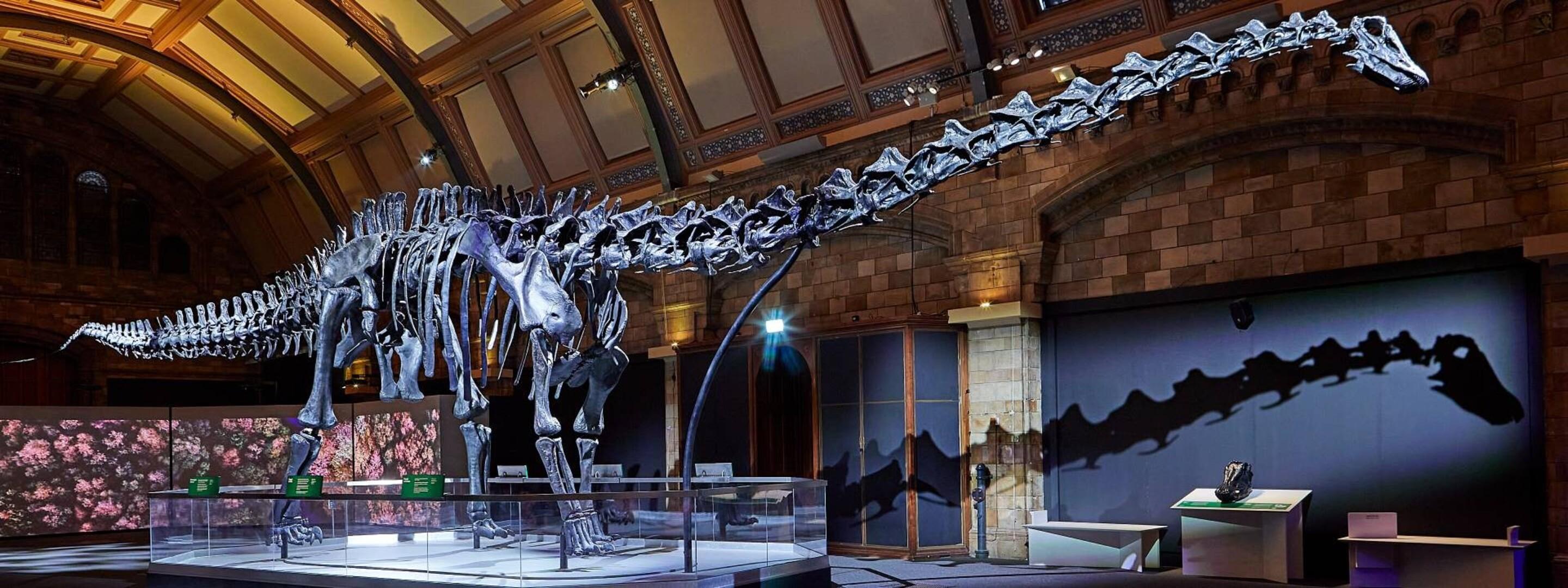 Dinosaur skeleton in Natural History Museum
