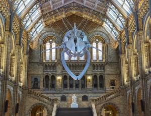 Tile Explore - NHM Blue Whale Hintze Hall 14 Credit_ Trustees of NHM