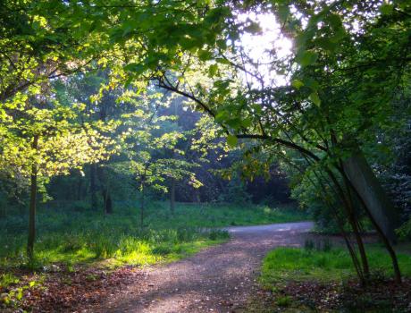 Explore - Holland Park woodland tile