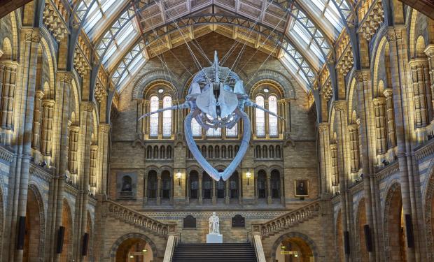 Tile Explore - NHM Blue Whale Hintze Hall 14 Credit_ Trustees of NHM