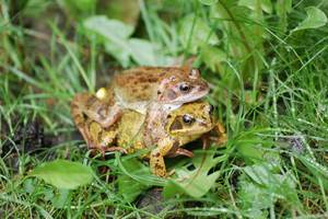frogs frogs