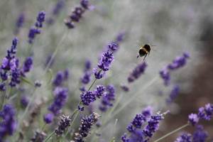 Bee by D Turley Bee