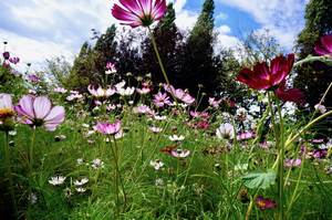 flowers flowers