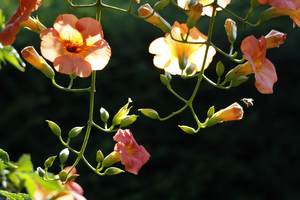 flowers flowers