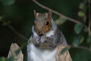 squirrel by K Chuah squirrel