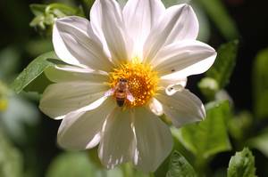 dahlia by K Macdonald Bee