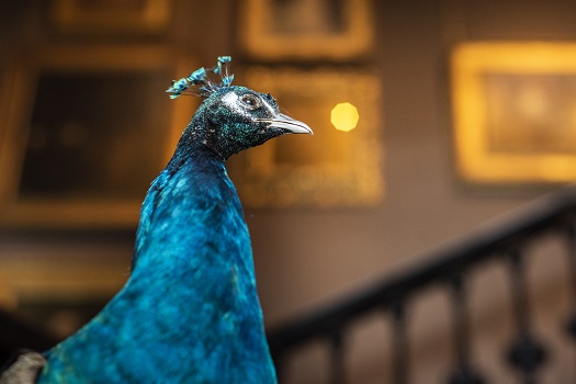 Stuffed Indian Blue peacock at Leighton House Museum Stuffed Indian Blue peacock at Leighton House Museum