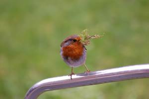 robin robin