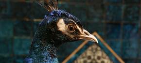 Peacock at Leighton House Museum