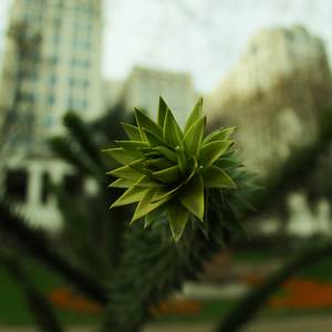 plant plant