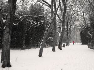 snow snow