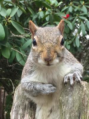 squirrel squirrel