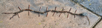 stick centipede stick centipede