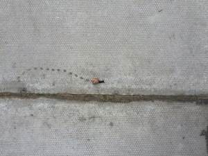 snail by Z Leonard snail