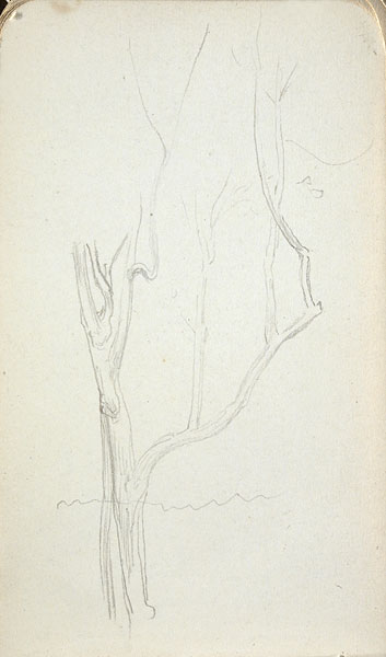 Study of a Tree