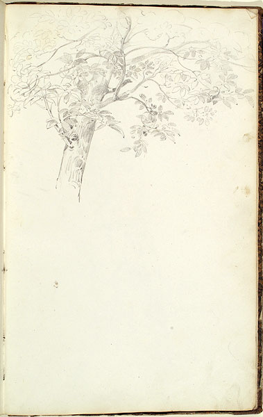 Study of a Tree