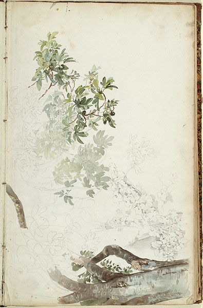 Study of the Trunk and Branches of a Tree