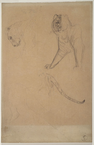 Studies for 'The Syracusan Bride': Lion, Tiger